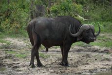 Afrikanischer Büffel (50 von 102).jpg